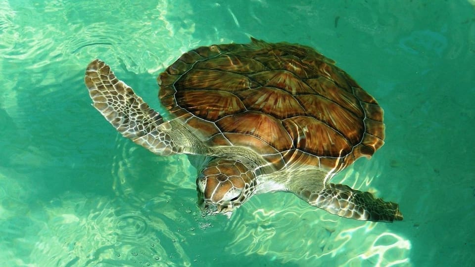 Cubania atteint le niveau de partenaire Travelife